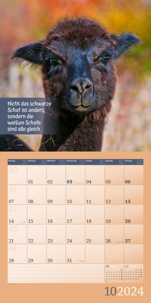 Bild: 9783838444277 | No Drama, Lama! Kalender 2024 - 30x30 | Ackermann Kunstverlag | 28 S.