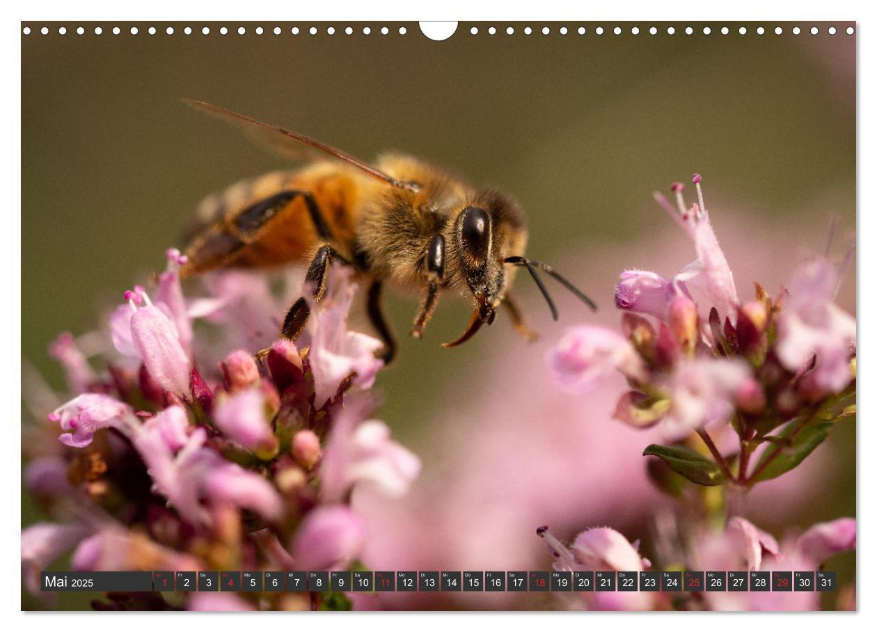 Bild: 9783383999376 | Makrowelt - Blumen und Insekten im Fokus (Wandkalender 2025 DIN A3...