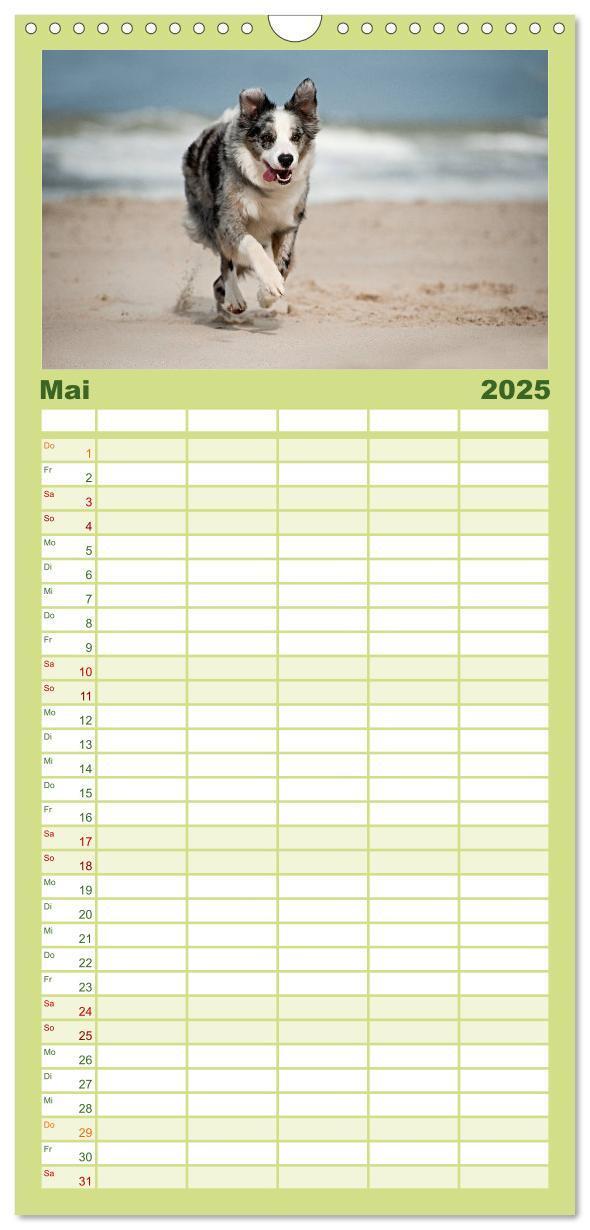 Bild: 9783457110454 | Familienplaner 2025 - Border Collies mit 5 Spalten (Wandkalender,...