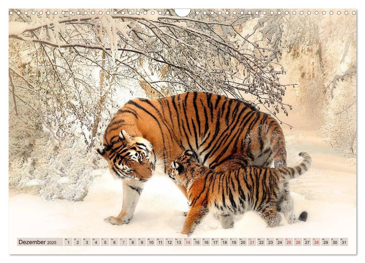 Bild: 9783435738533 | Tiger. Gestreift, wild u. schön (Wandkalender 2025 DIN A3 quer),...