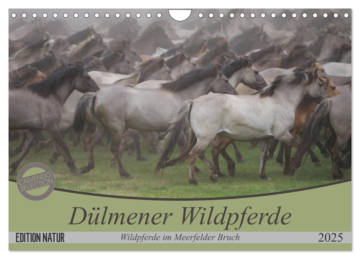 Cover: 9783435412136 | Dülmener Wildpferde - Wildpferde im Meerfelder Bruch (Wandkalender...