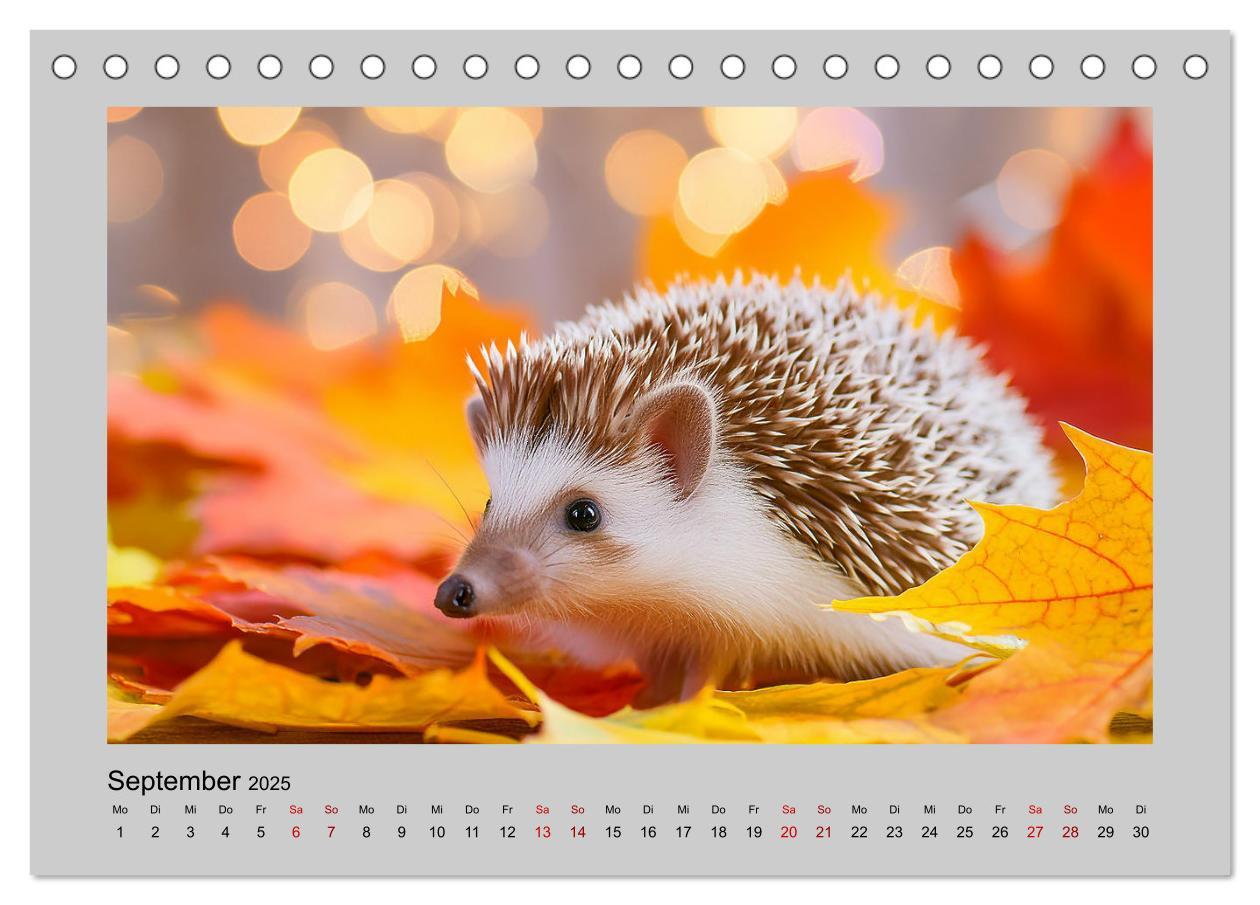 Bild: 9783435516230 | Mein Igel-Kalender (Tischkalender 2025 DIN A5 quer), CALVENDO...