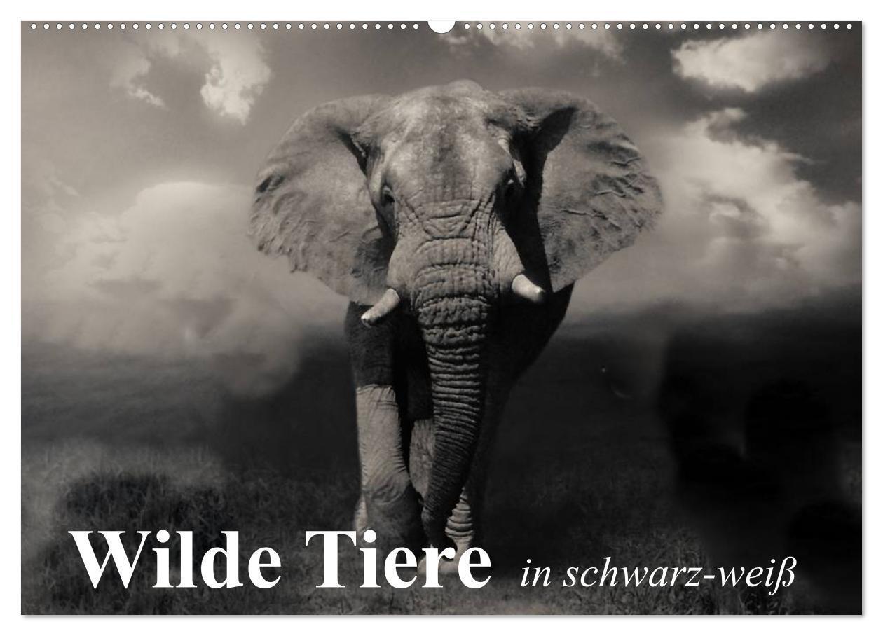 Cover: 9783435599684 | Wilde Tiere in schwarz-weiß (Wandkalender 2025 DIN A2 quer),...