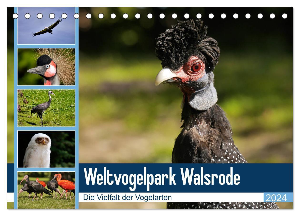 Cover: 9783383149979 | Weltvogelpark Walsrode - Die Vielfalt der Vogelarten (Tischkalender...