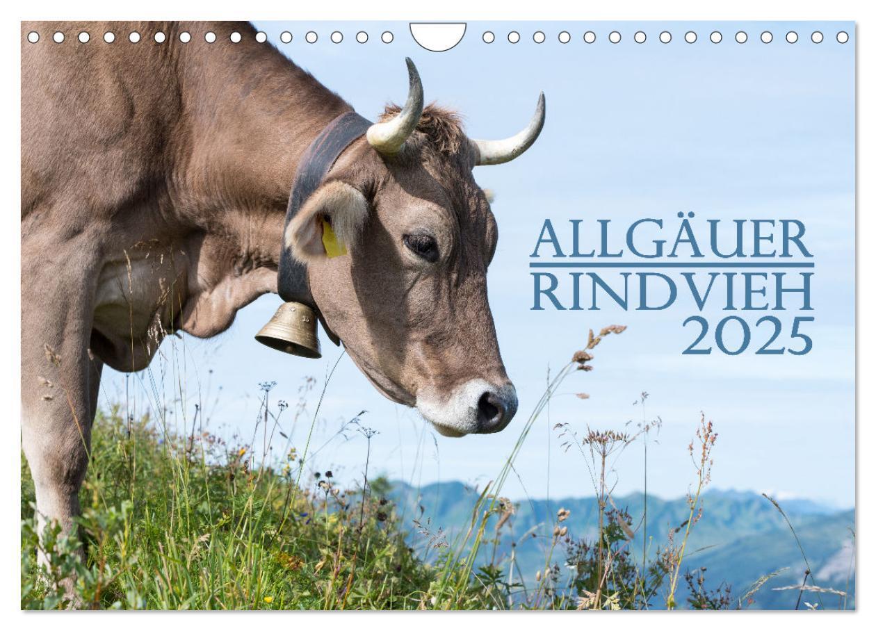 Cover: 9783383832260 | Allgäuer Rindvieh 2025 (Wandkalender 2025 DIN A4 quer), CALVENDO...