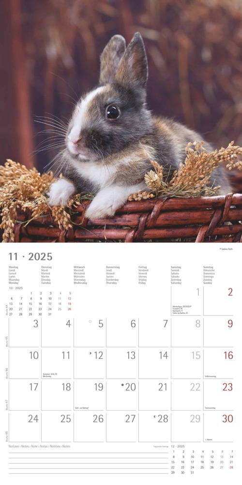 Bild: 4251732340766 | Alpha Edition - Kaninchen 2025 Broschürenkalender, 30x30cm,...