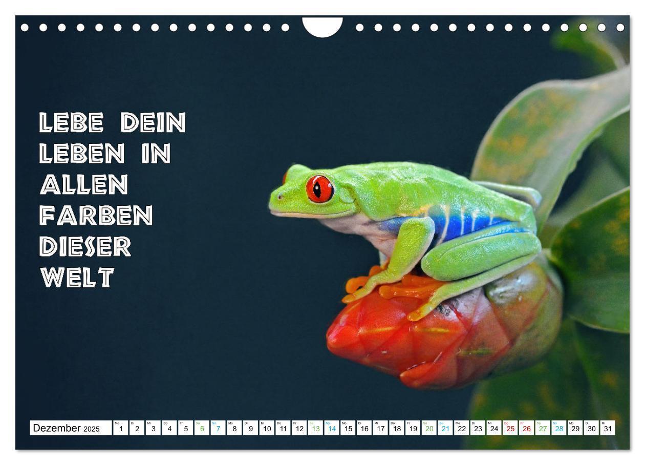 Bild: 9783383916595 | Frosch quakt Sprüche (Wandkalender 2025 DIN A4 quer), CALVENDO...