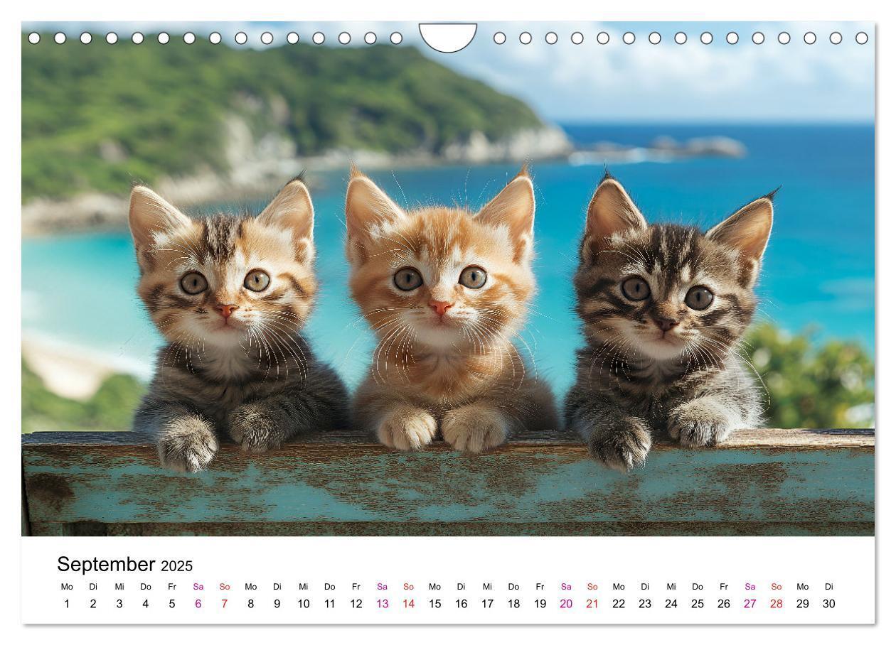 Bild: 9783457218242 | Katzenzauber - Samtpfoten im Jahreslauf (Wandkalender 2025 DIN A4...