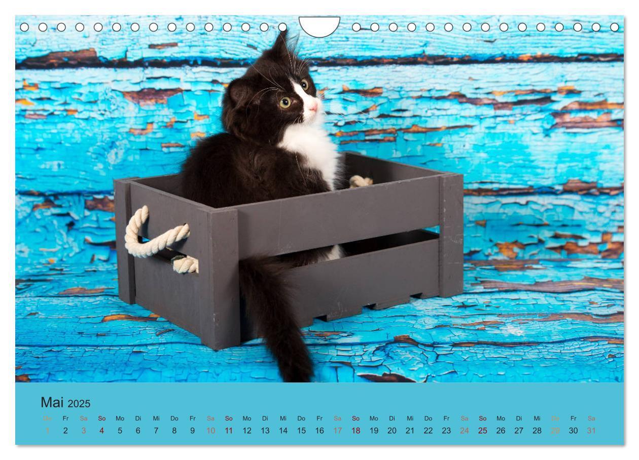 Bild: 9783435341627 | Flauschige Ragdoll Kitten (Wandkalender 2025 DIN A4 quer), CALVENDO...