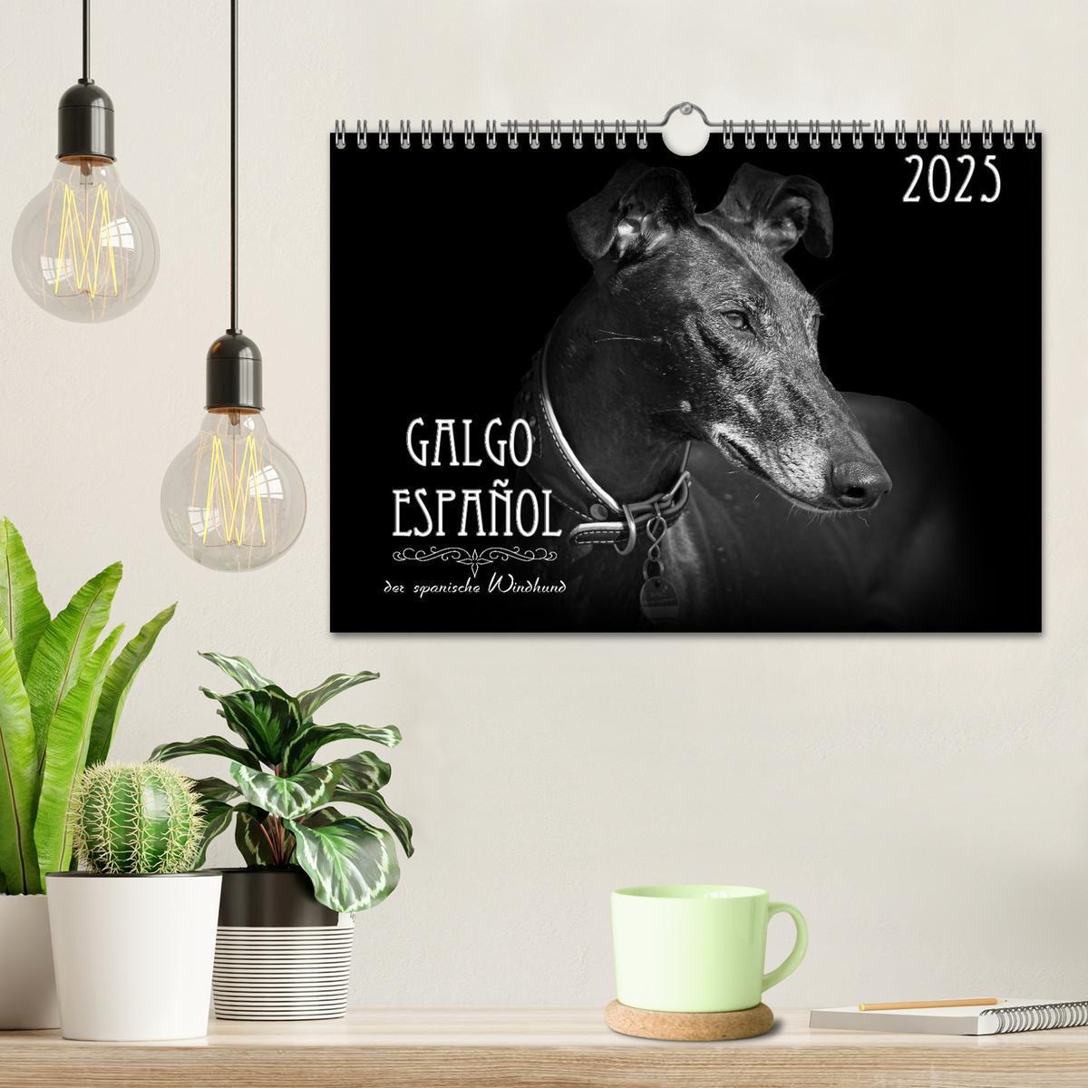 Bild: 9783383824074 | Galgo Español - der spanische Windhund 2025 (Wandkalender 2025 DIN...