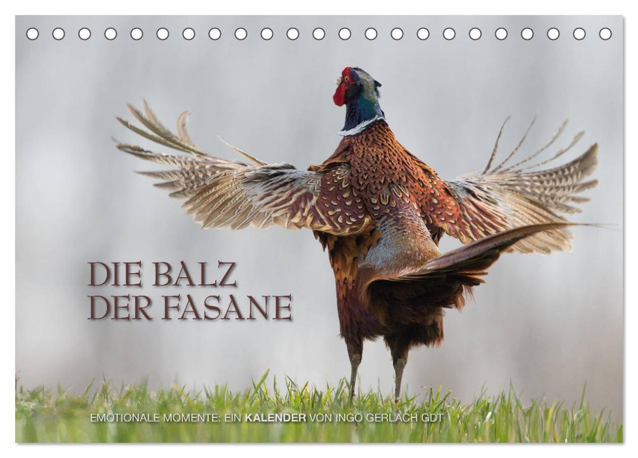 Cover: 9783383514456 | Emotionale Momente: Die Balz der Fasane / CH-Version (Tischkalender...