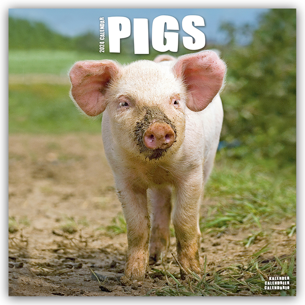 Cover: 9781804601525 | Pigs - Schweine 2024 - 16-Monatskalender | Avonside Publishing Ltd