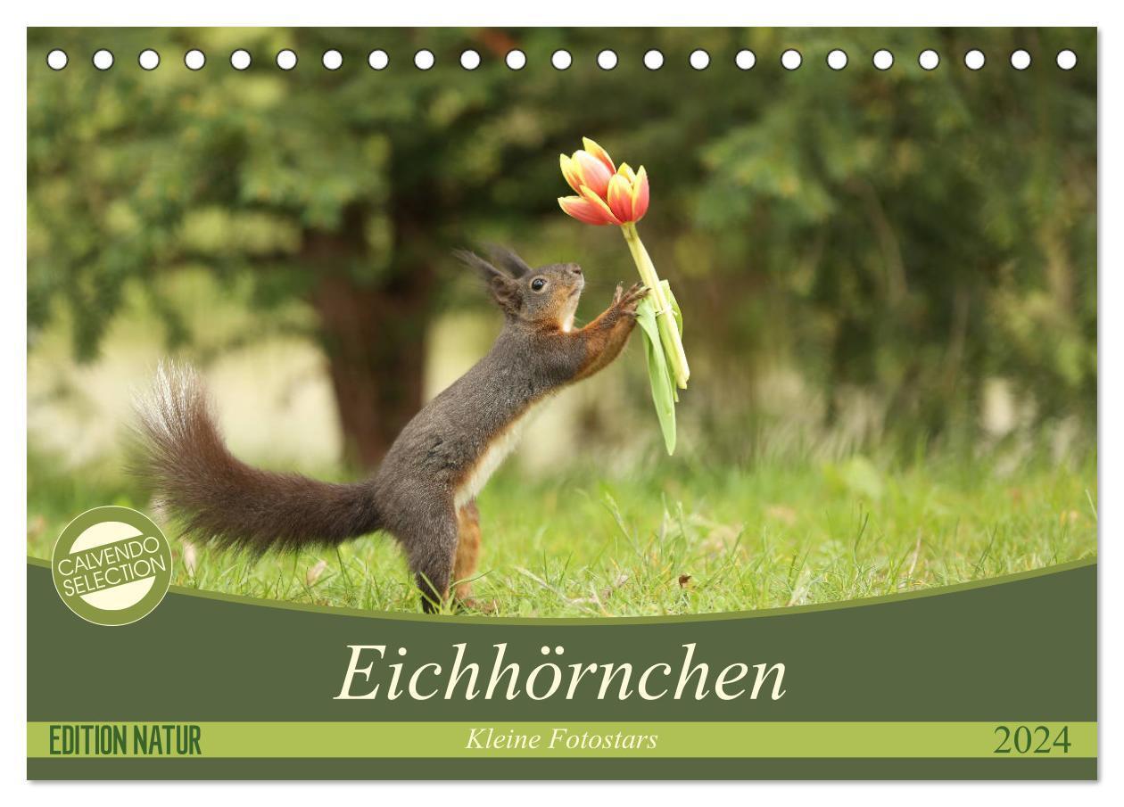 Cover: 9783383191732 | Eichhörnchen - Kleine Fotostars (Tischkalender 2024 DIN A5 quer),...