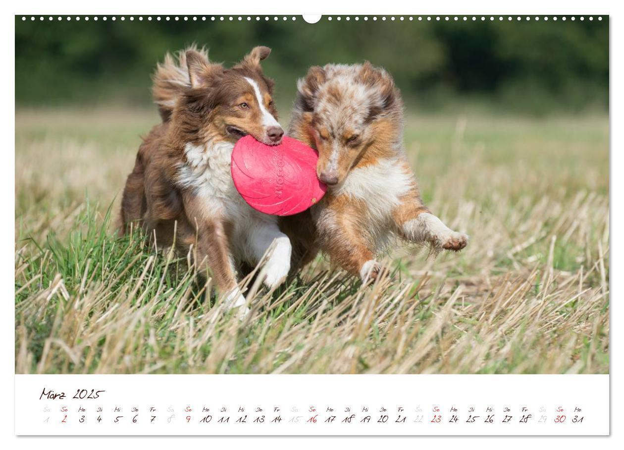 Bild: 9783435803804 | Wunderbare Australian Shepherds (hochwertiger Premium Wandkalender...