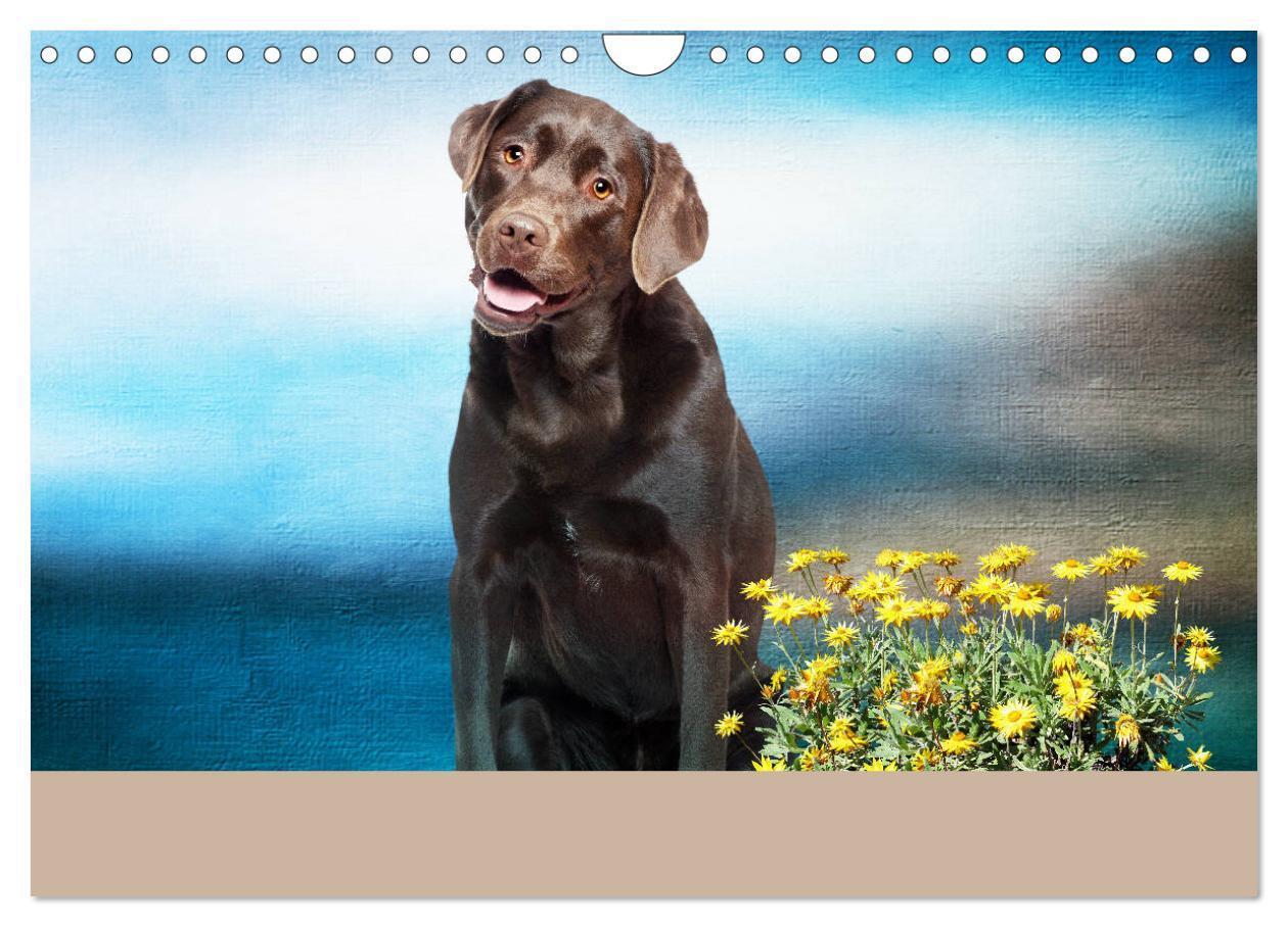 Bild: 9783435161805 | Labrador Retriever unsere Freunde (Wandkalender 2025 DIN A4 quer),...