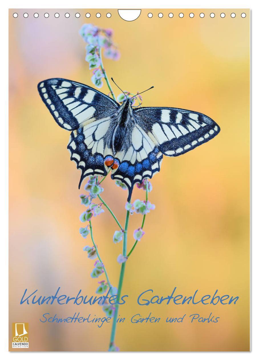 Cover: 9783383088285 | Kunterbuntes Gartenleben - Schmetterlinge in Gärten und Parks...