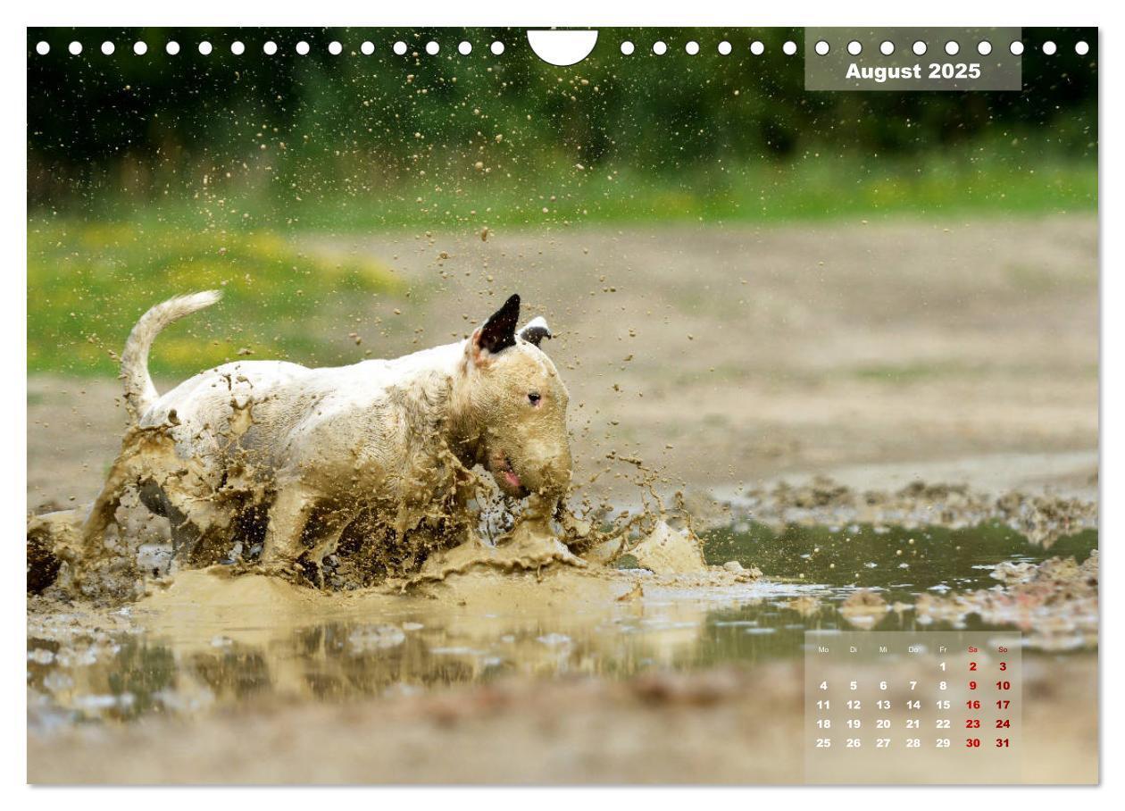 Bild: 9783435341559 | Bullterrier 2025 Frech und fröhlich durch das Jahr (Wandkalender...