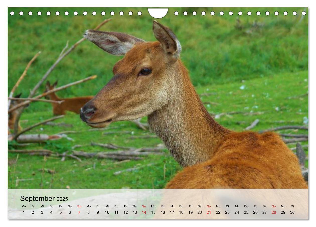 Bild: 9783435516292 | Rotwild. Edle Hirsche, stolze Kühe (Wandkalender 2025 DIN A4 quer),...