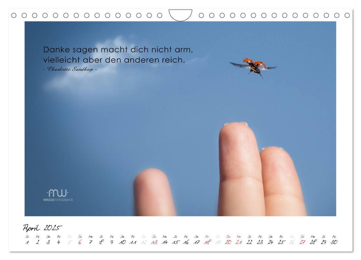 Bild: 9783435658527 | Gedanken... Bildkalender mit Sprüchen (Wandkalender 2025 DIN A4...