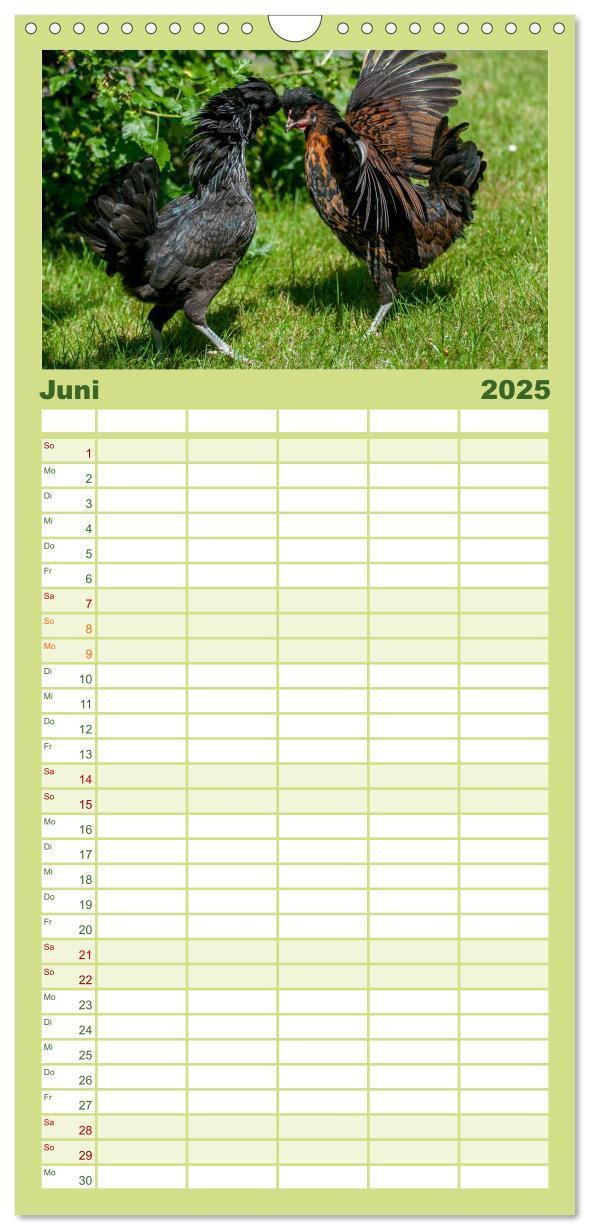 Bild: 9783457116302 | Familienplaner 2025 - Gartenhühner mit 5 Spalten (Wandkalender, 21...