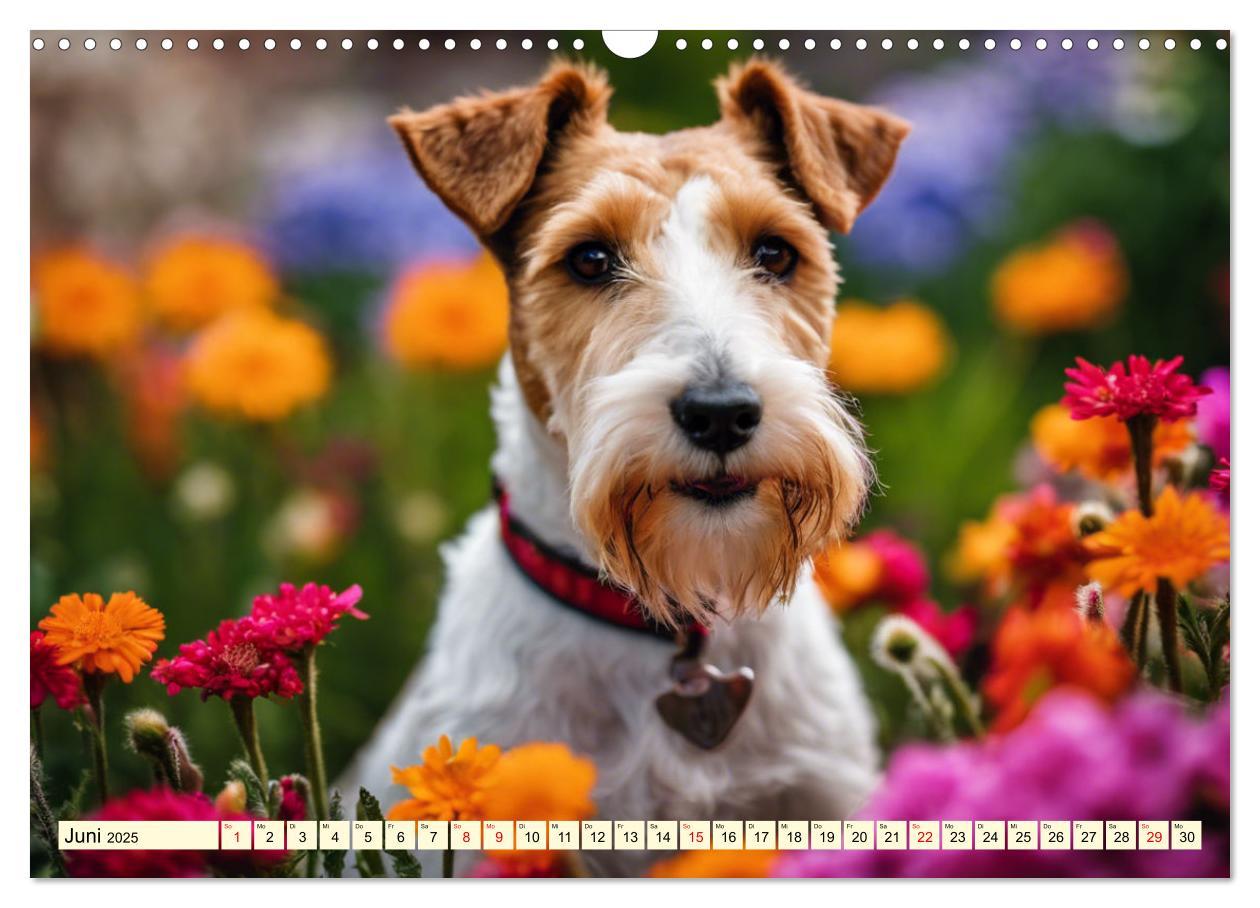 Bild: 9783435694105 | Drahthaar-Foxterrier (Wandkalender 2025 DIN A3 quer), CALVENDO...