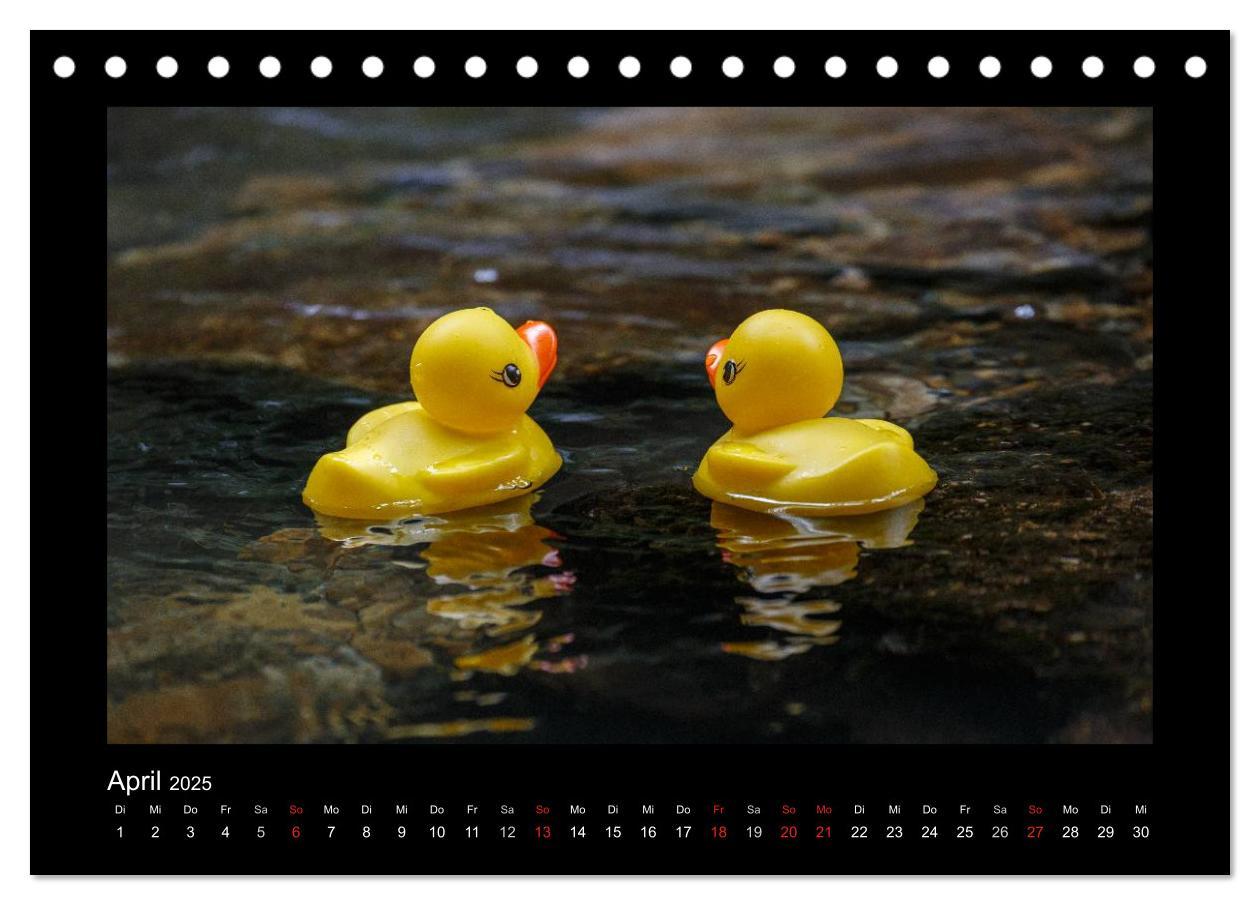 Bild: 9783435691005 | Enten-Rennen (Tischkalender 2025 DIN A5 quer), CALVENDO Monatskalender