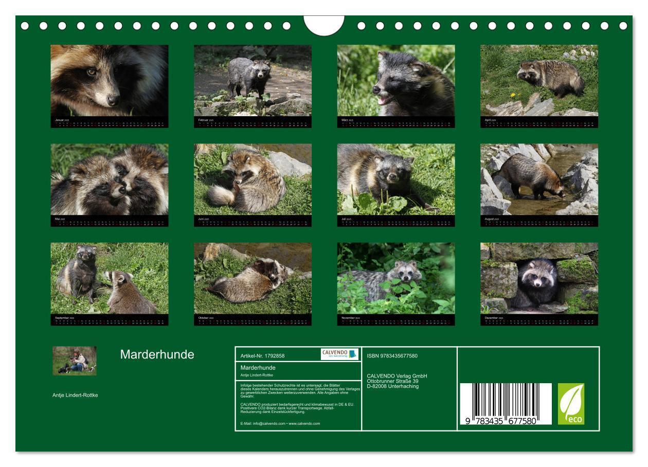 Bild: 9783435677580 | Marderhunde (Wandkalender 2025 DIN A4 quer), CALVENDO Monatskalender