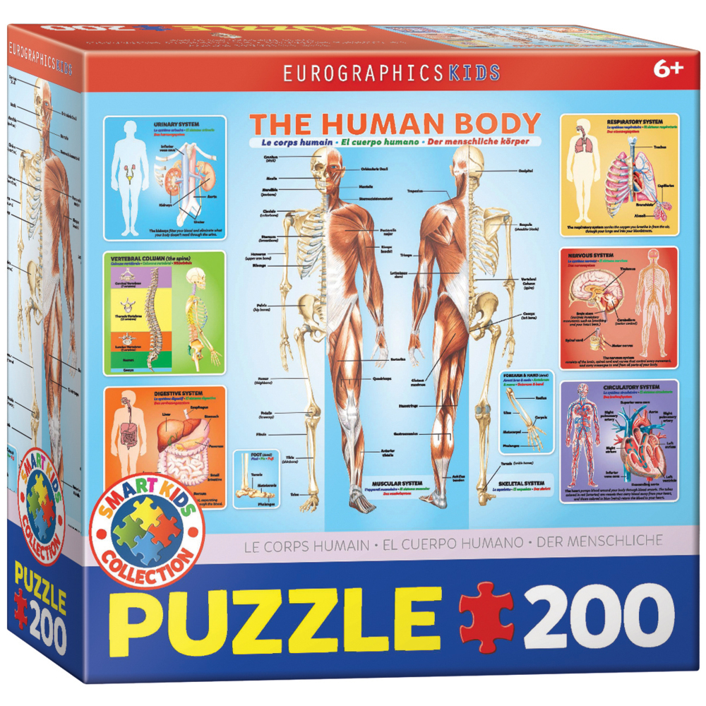 Cover: 628136310000 | Der menschliche Körper (Puzzle) | Spiel | In Spielebox | 6200-1000