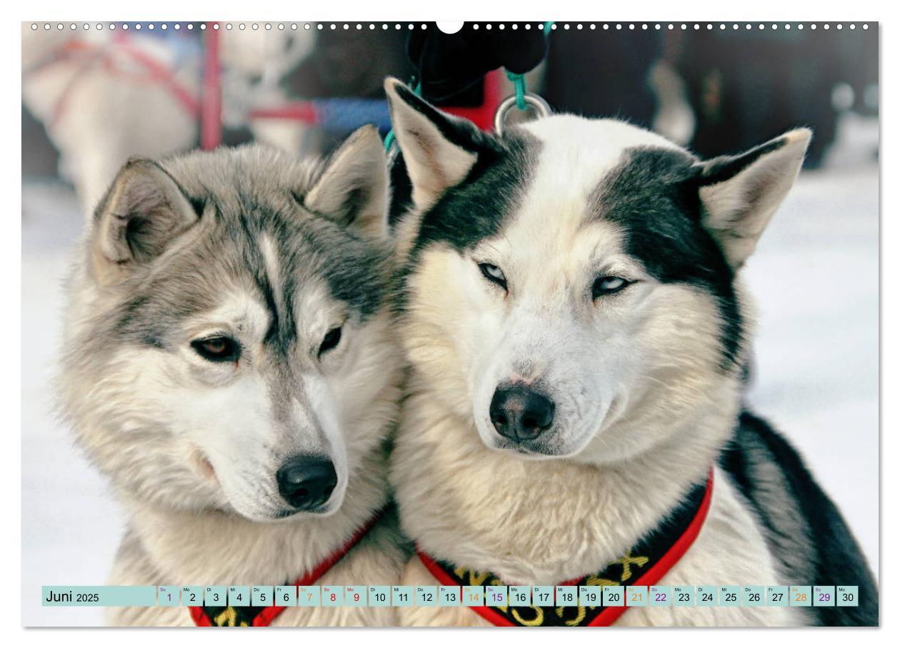 Bild: 9783435143856 | Huskies - Tolle Gefährten (Wandkalender 2025 DIN A2 quer), CALVENDO...