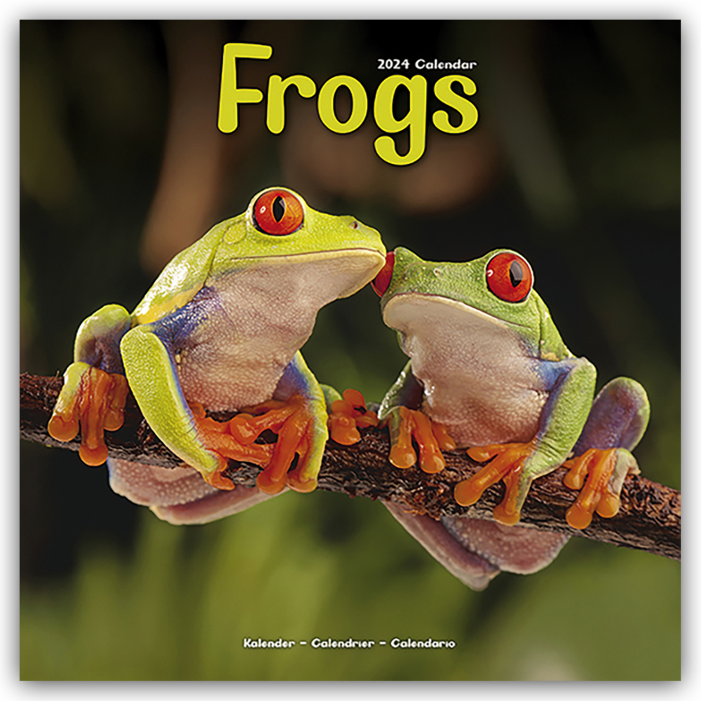 Cover: 9781804601402 | Frogs - Frösche 2024 - 16-Monatskalender | Avonside Publishing Ltd