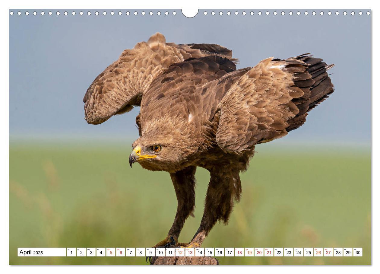 Bild: 9783435111176 | Heimische GREIFVÖGEL Adler Milan Bussard Weihe Sperber...