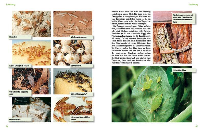 Bild: 9783866592278 | Tagaktive Zweggeckos der Gattung Lygodactylus | Beate Röll | Buch