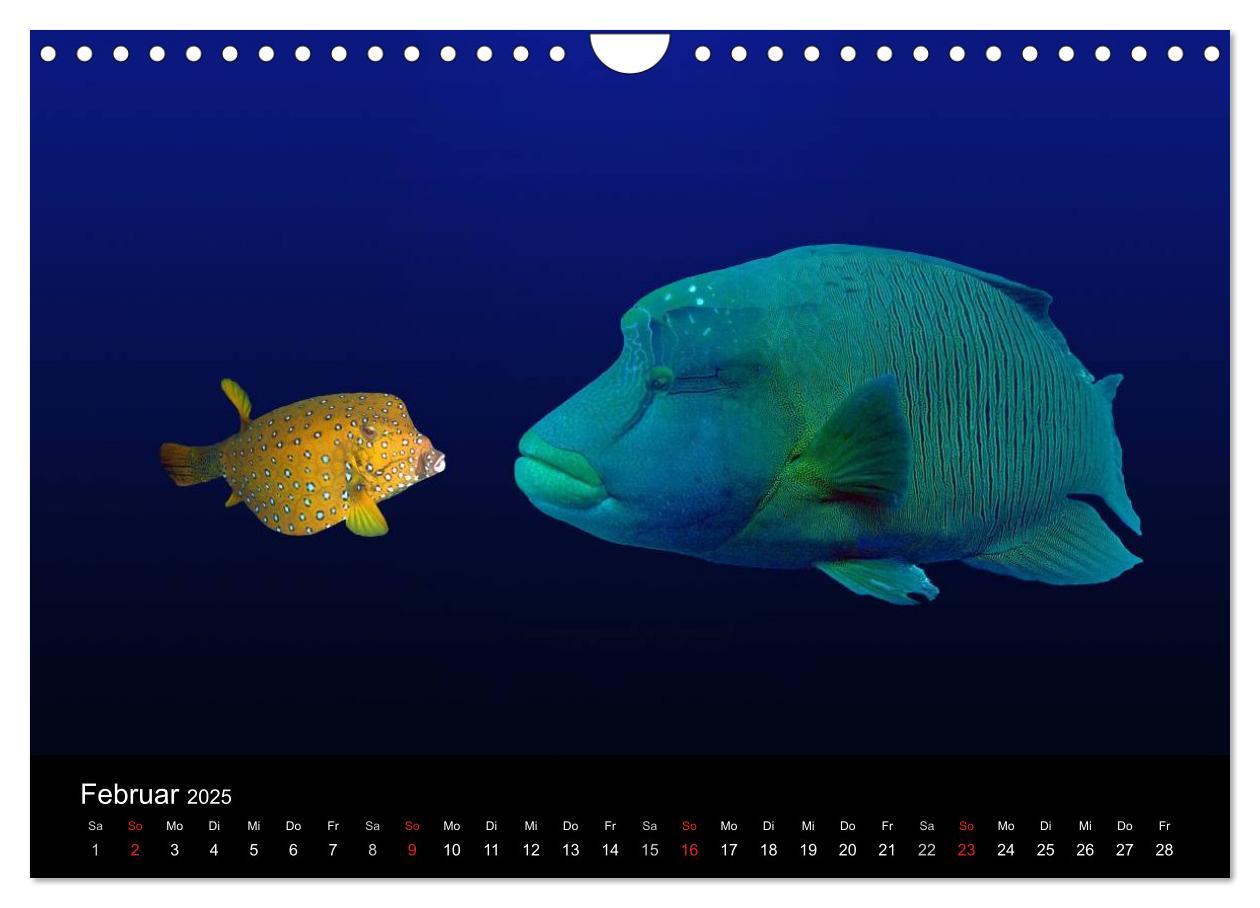 Bild: 9783435659609 | Träume unter Wasser (Wandkalender 2025 DIN A4 quer), CALVENDO...