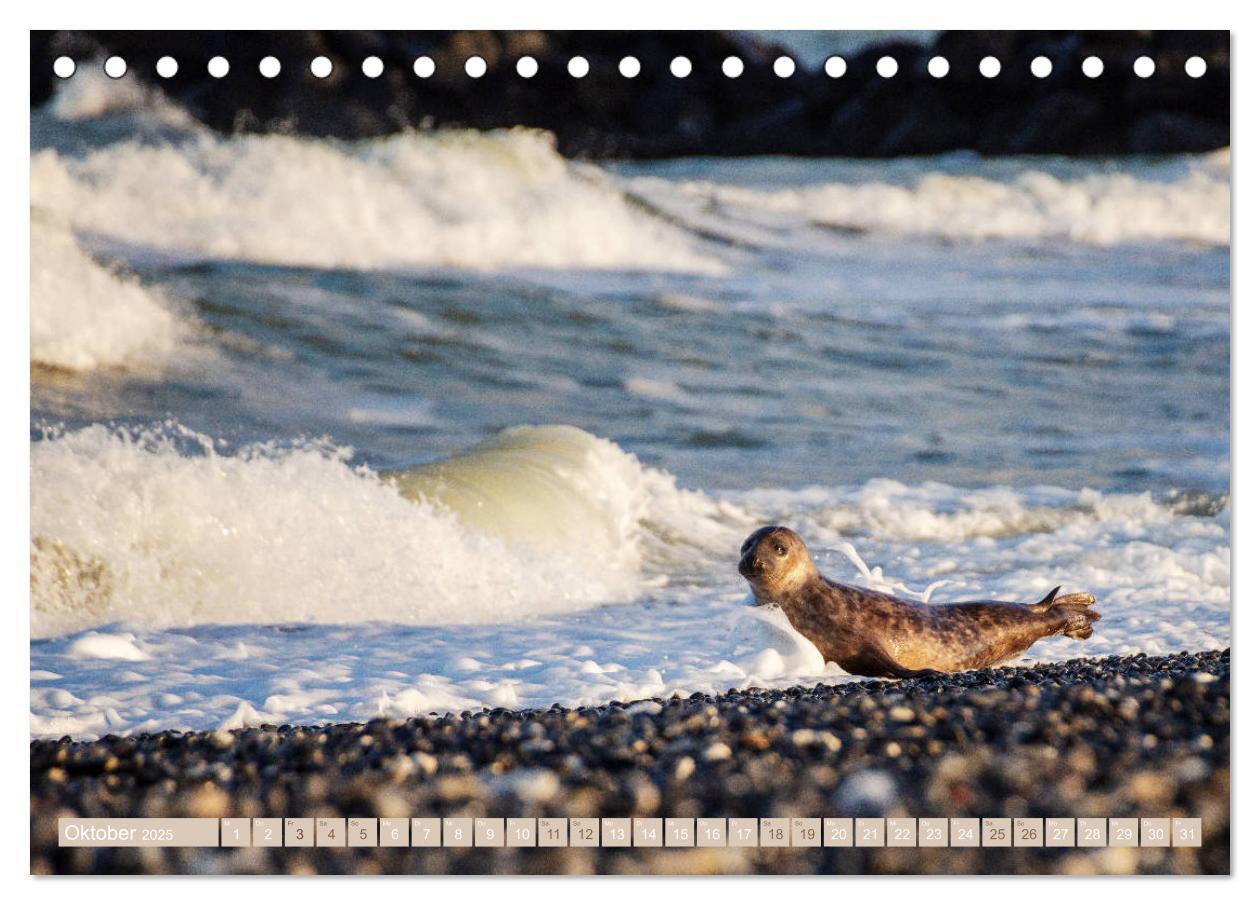 Bild: 9783435250912 | Kegelrobben - Die Kegelrobben von Helgoland (Tischkalender 2025 DIN...