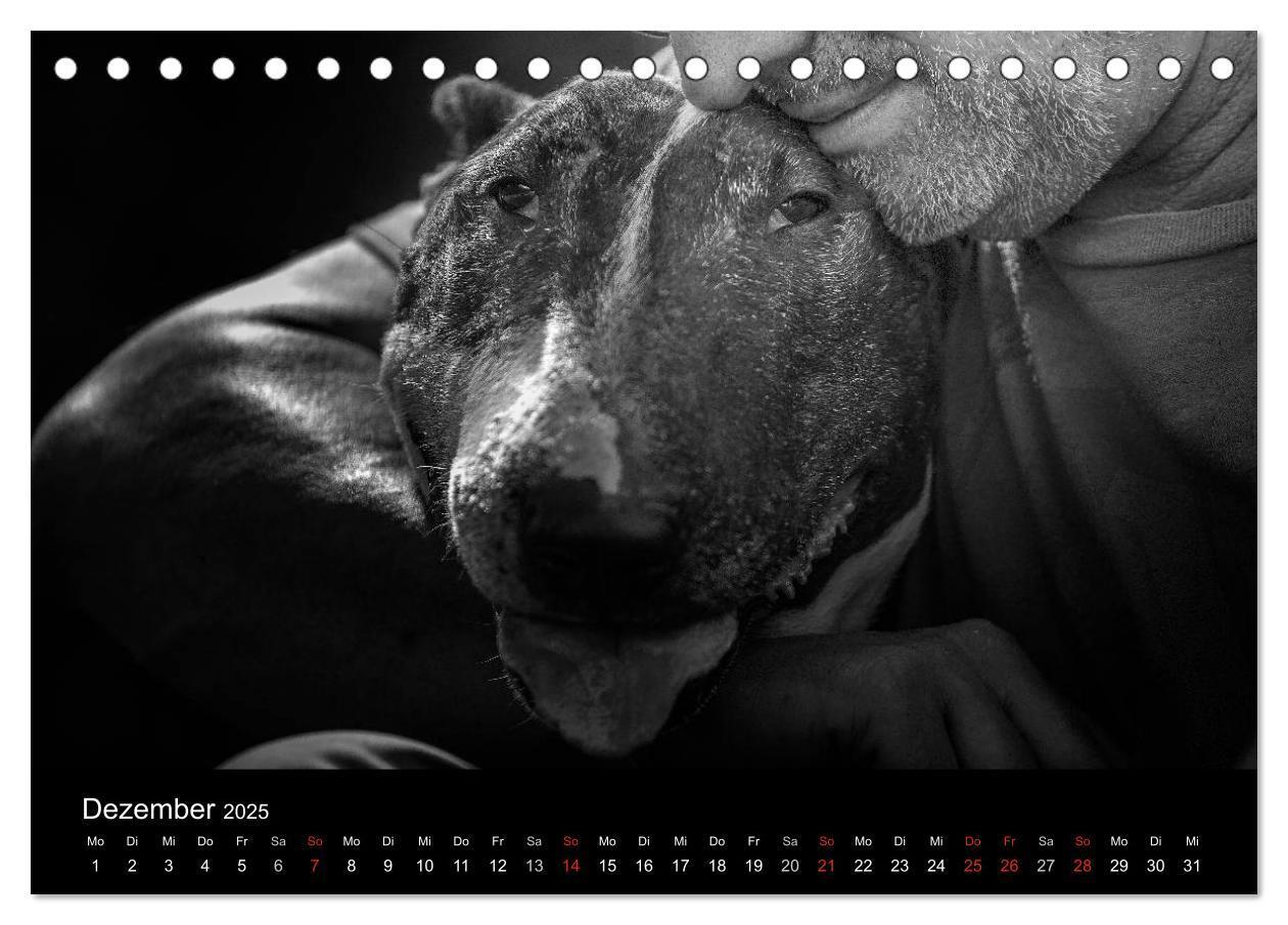 Bild: 9783435557431 | Bullterrier (Tischkalender 2025 DIN A5 quer), CALVENDO Monatskalender