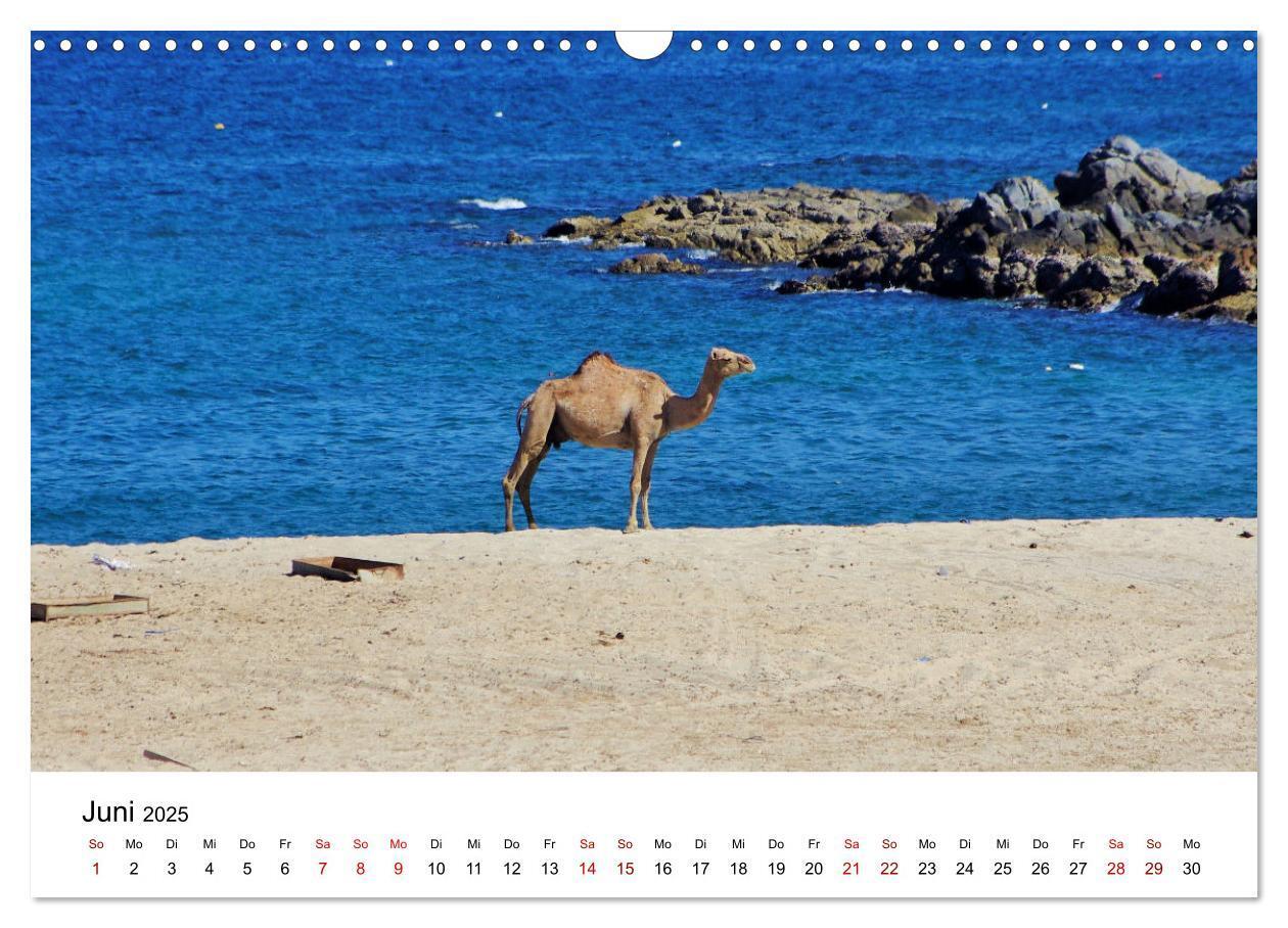 Bild: 9783435072354 | KAMELE... eine Reise durch den Oman. (Wandkalender 2025 DIN A3...