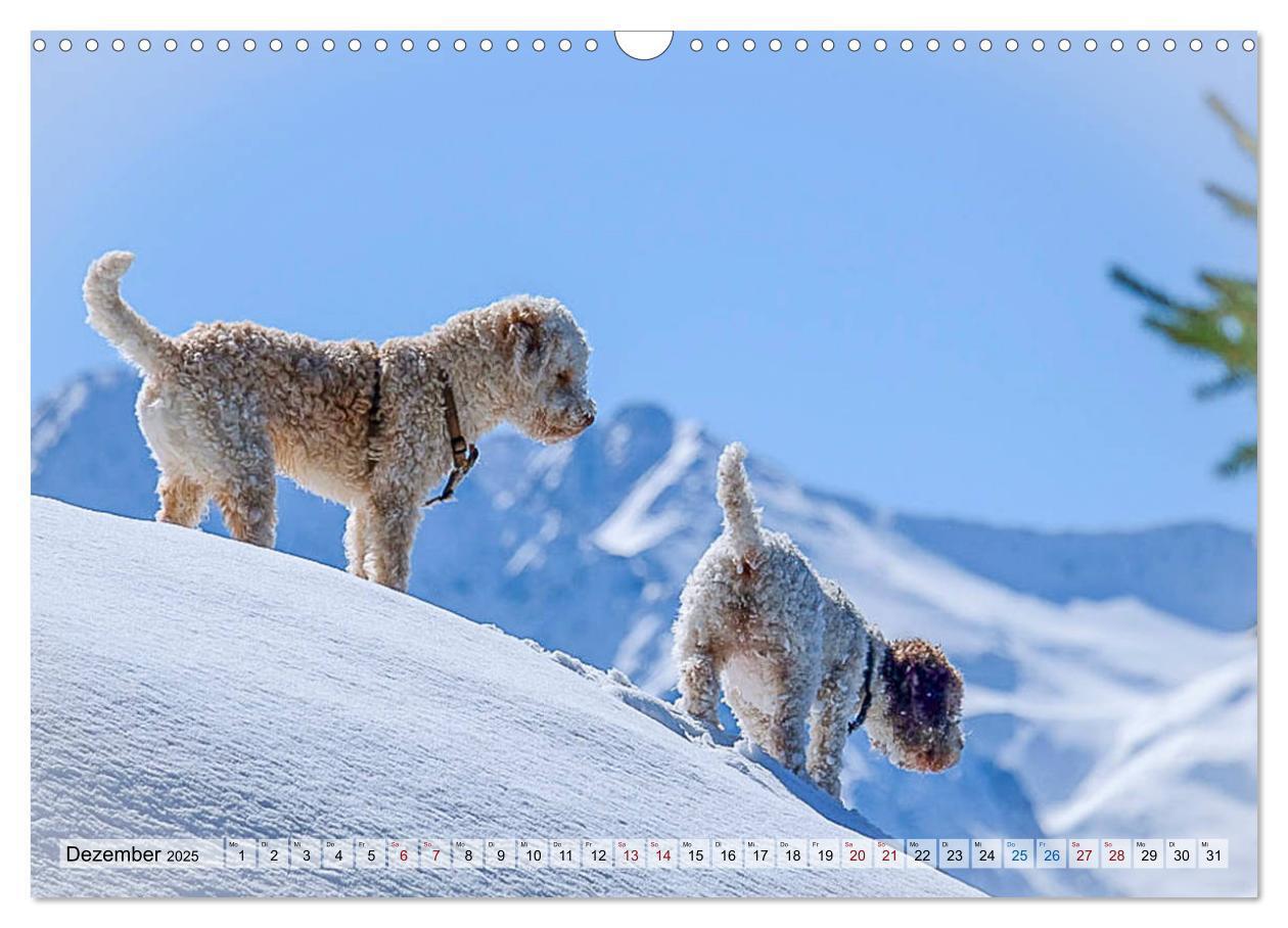 Bild: 9783435295630 | Lagotto Romagnolo in den Alpen 2025 (Wandkalender 2025 DIN A3...