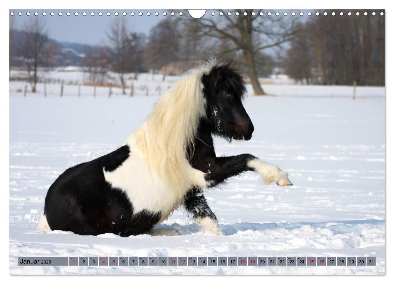 Bild: 9783435367023 | Ponys, die starken Persönlichkeiten (Wandkalender 2025 DIN A3...