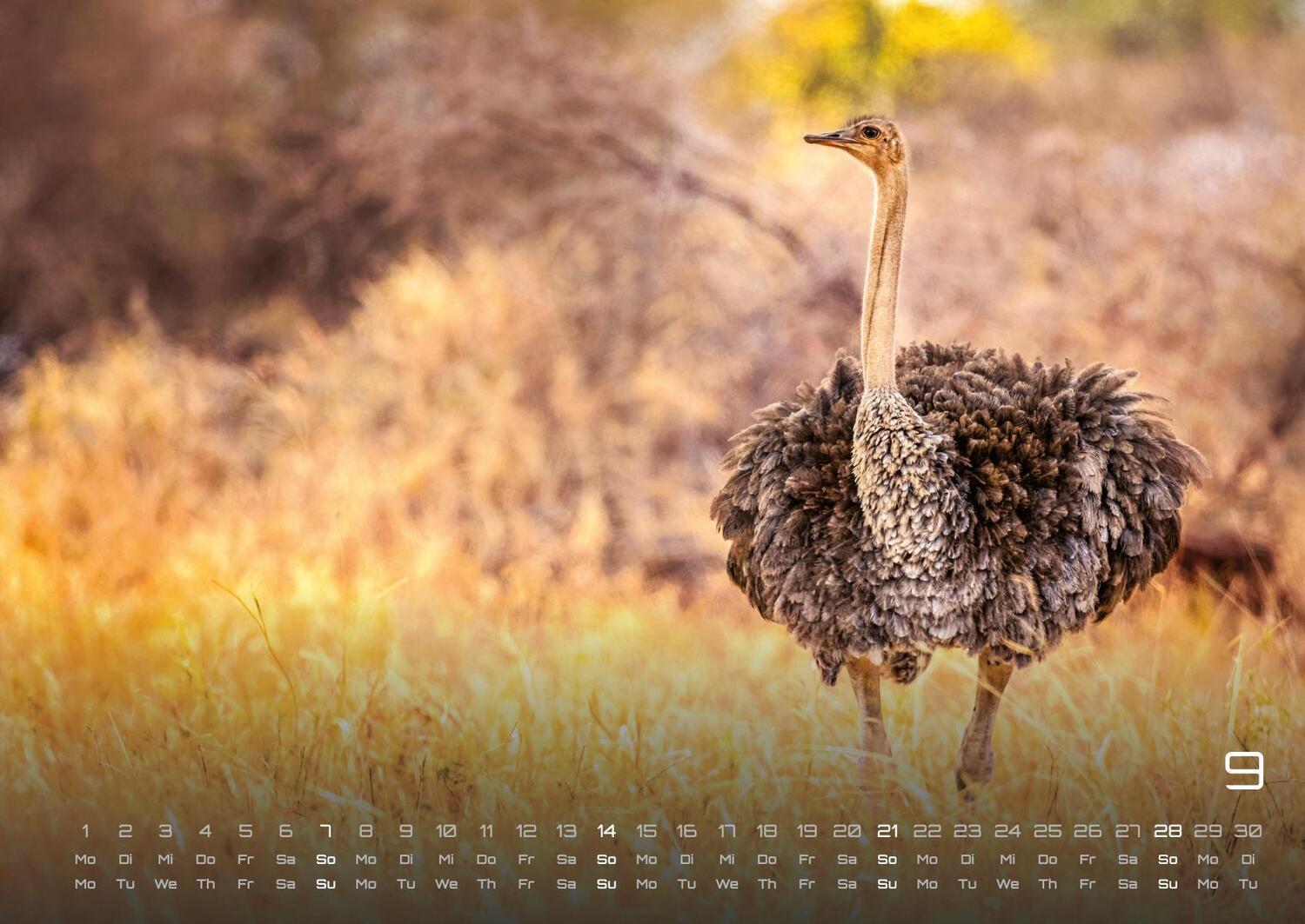 Bild: 9783986734374 | Afrikas Tierwelt - Der Tierkalender - 2025 - Kalender DIN A2 | de