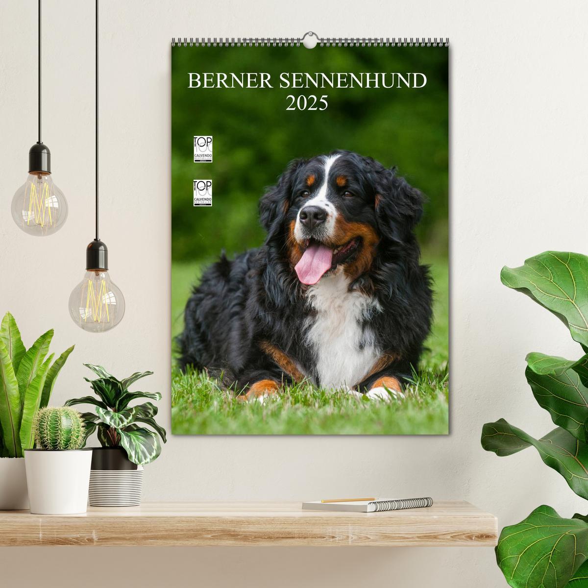 Bild: 9783457068830 | Berner Sennenhund 2025 (Wandkalender 2025 DIN A2 hoch), CALVENDO...