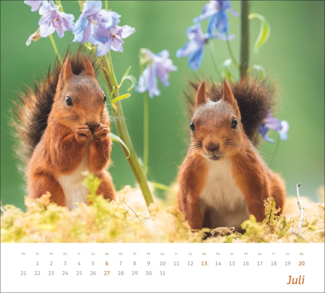 Bild: 9783756406869 | Eichhörnchen Bildkalender 2025 | Geert Weggen | Kalender | 14 S.