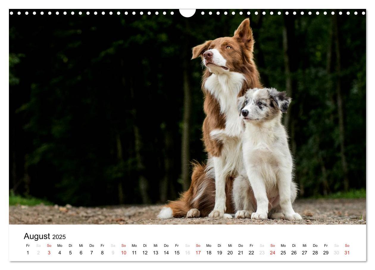 Bild: 9783435577750 | Border Collies 2025 (Wandkalender 2025 DIN A3 quer), CALVENDO...