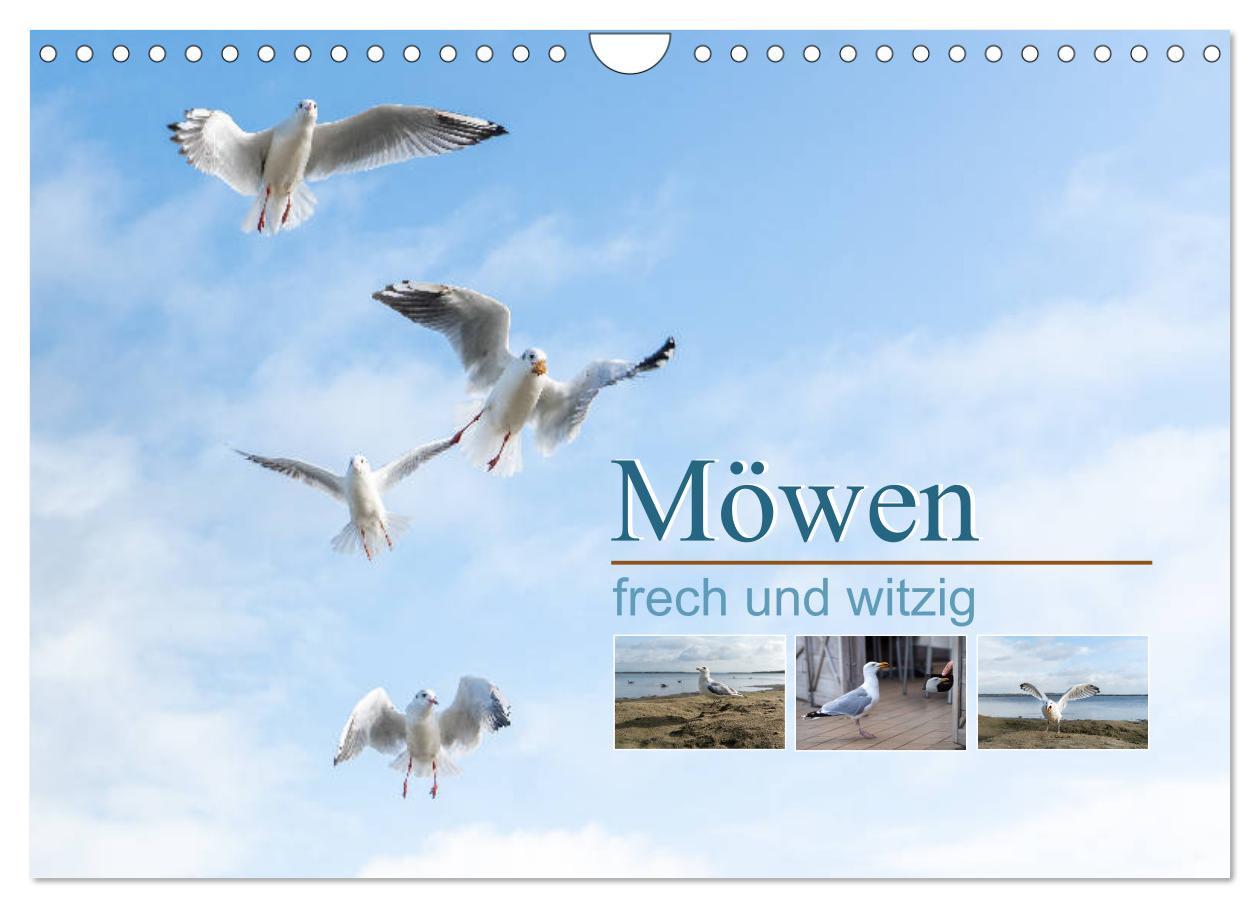 Cover: 9783435177943 | Möwen frech und witzig (Wandkalender 2025 DIN A4 quer), CALVENDO...