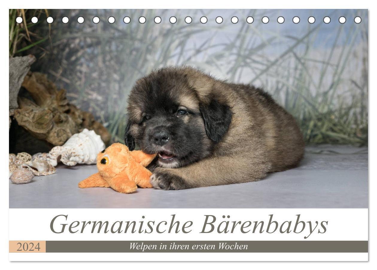 Cover: 9783383121654 | Germanische Bärenbabys (Tischkalender 2024 DIN A5 quer), CALVENDO...