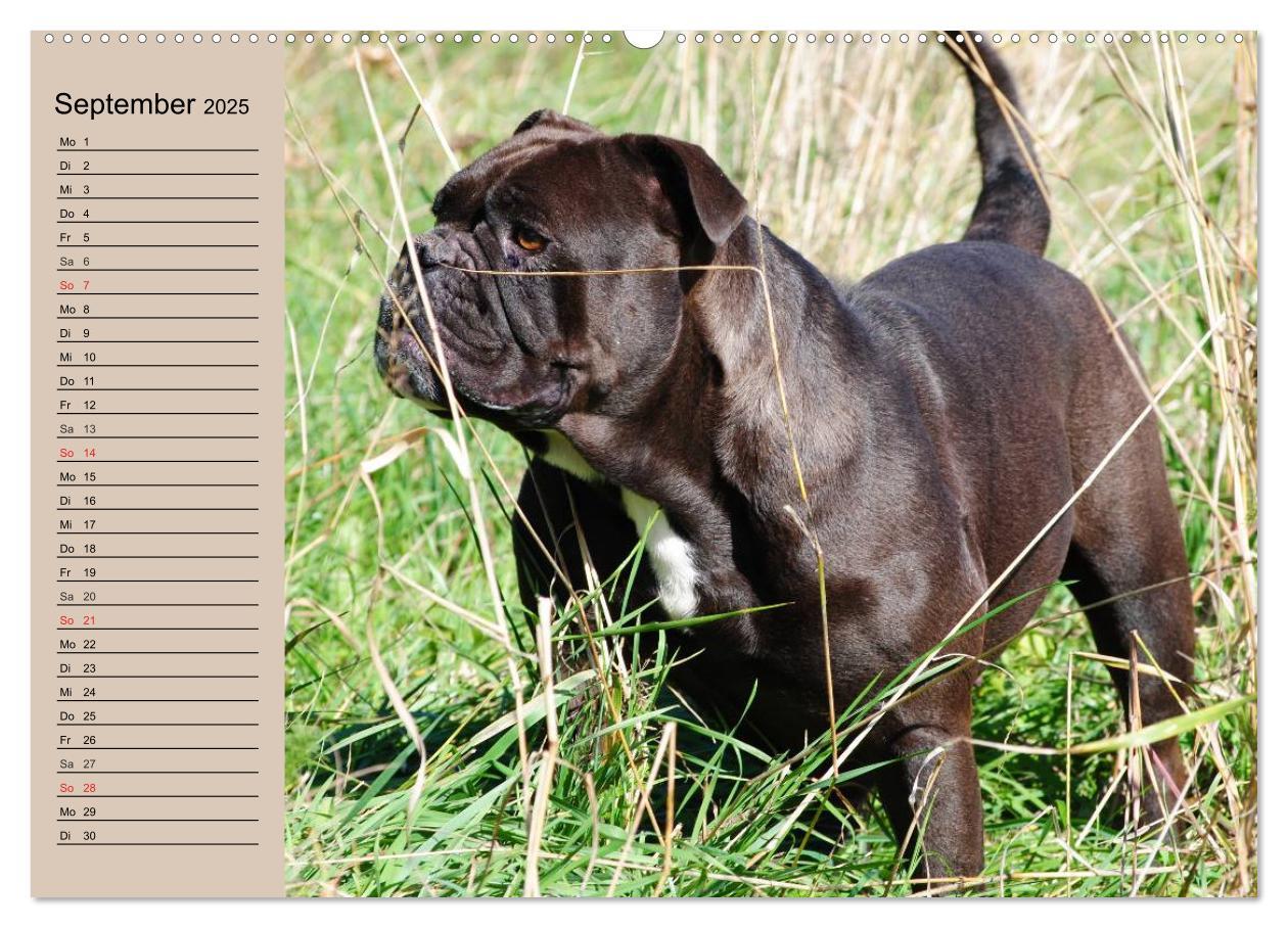 Bild: 9783435530861 | Faszination Bulldogge (hochwertiger Premium Wandkalender 2025 DIN...