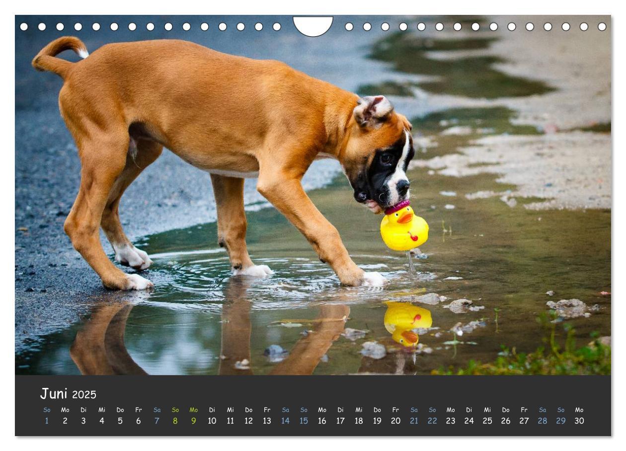 Bild: 9783435731534 | Wenn ich groß bin werd' ich Boxer (Wandkalender 2025 DIN A4 quer),...