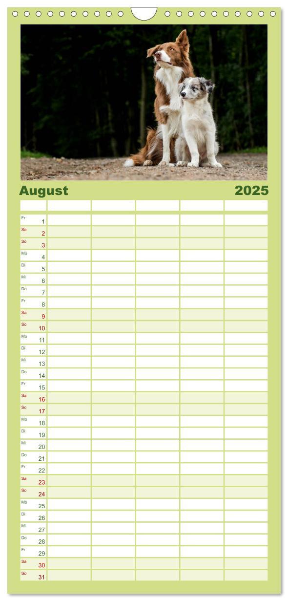 Bild: 9783457120590 | Familienplaner 2025 - Border Collies 2025 mit 5 Spalten...