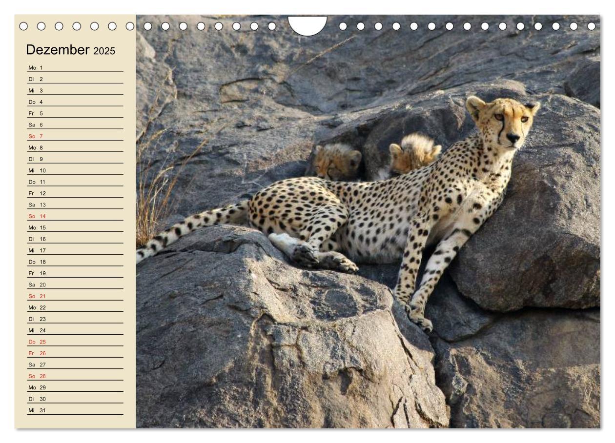 Bild: 9783435725328 | Die Lautlosen. Geparden und Leoparden (Wandkalender 2025 DIN A4...