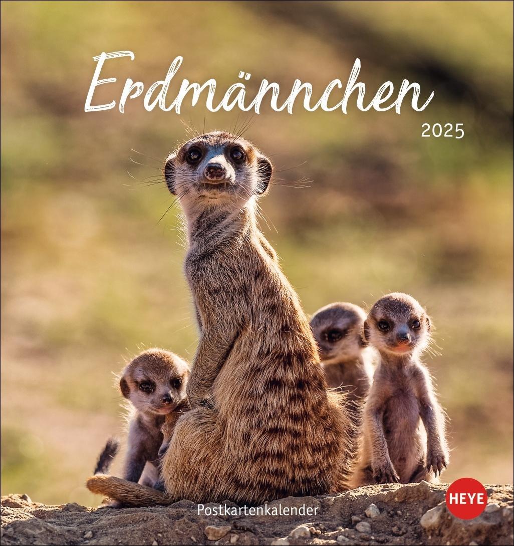 Cover: 9783756407163 | Erdmännchen Postkartenkalender 2025 | Heye | Kalender | Spiralbindung