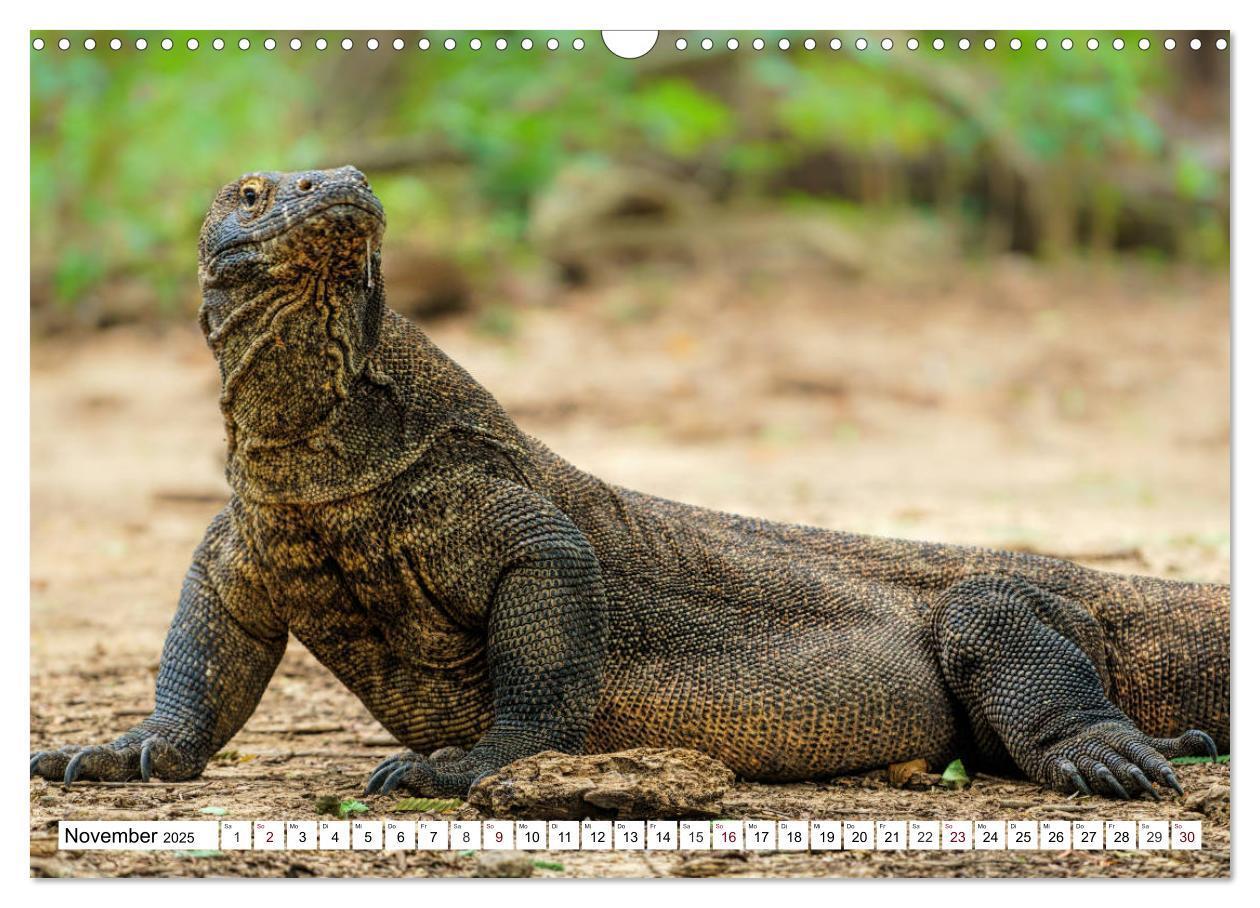 Bild: 9783435408825 | Indonesien - Inselparadies Flores &amp; Komodo (Wandkalender 2025 DIN...